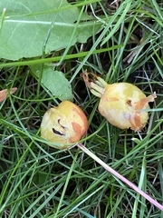 Malus baccata