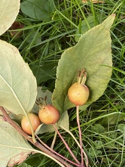 Malus baccata