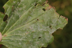 Golovinomyces sordidus