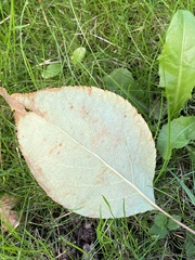 Malus baccata