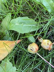 Malus baccata