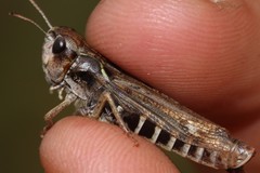 Gomphocerus sibiricus sibiricus