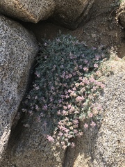 Astragalus austiniae