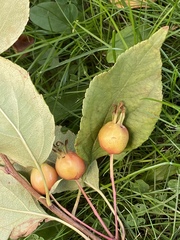 Malus baccata