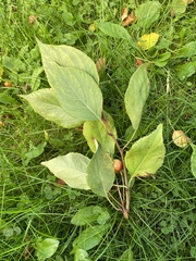 Malus baccata