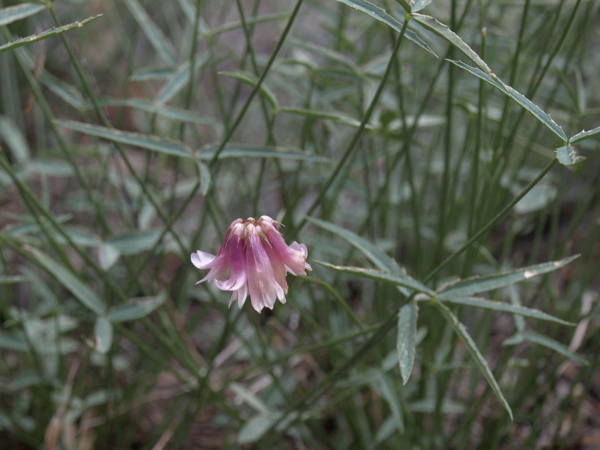 Trifolium dedeckerae