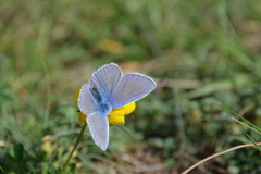Polyommatus icarus