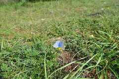 Polyommatus icarus