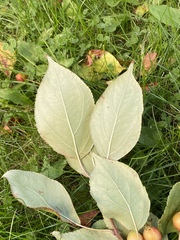 Malus baccata