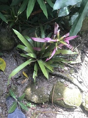 Guzmania wittmackii