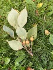 Malus baccata