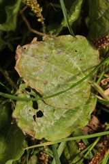 Golovinomyces sordidus