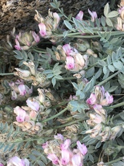 Astragalus austiniae