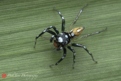 Phintella bifurcilinea