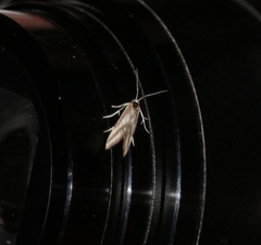 Microtheoris vibicalis