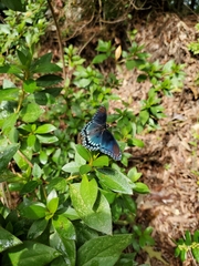 Limenitis arthemis astyanax