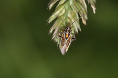 Horistus orientalis