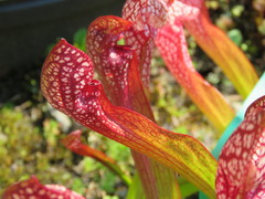 Sarraceniaceae