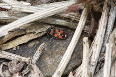 Horvathiolus superbus