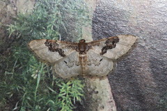 Idaea mustelata