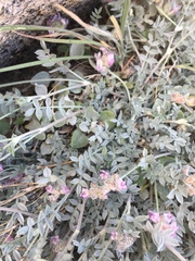 Astragalus austiniae