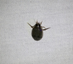 Thermonectus nigrofasciatus