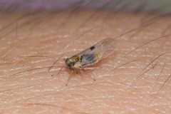 Laodelphax striatella