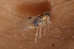 Laodelphax striatella