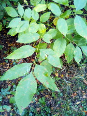 Fraxinus pennsylvanica