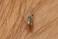 Laodelphax striatella