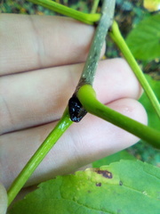 Fraxinus pennsylvanica