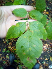 Fraxinus pennsylvanica