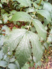 Filipendula ulmaria