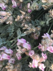 Astragalus austiniae