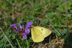 Colias
