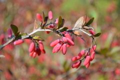Berberis vulgaris