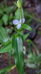 Murdannia keisak