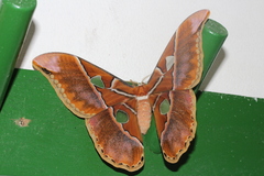 Rothschildia hesperus