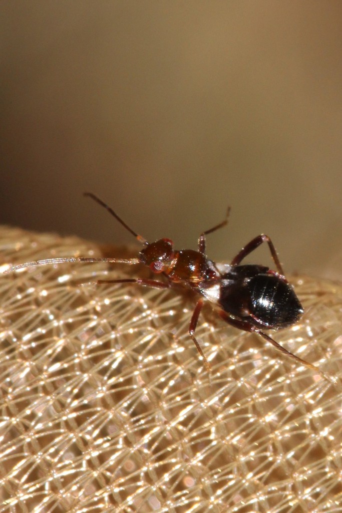 Laemocoris