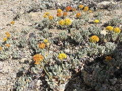 Eriogonum rosense