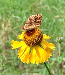 Phyciodes mylitta