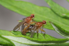Norellisoma spinimanum