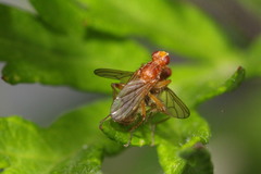Norellisoma spinimanum