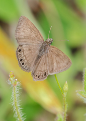 Timochreon satyrus