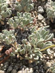 Eriogonum rosense