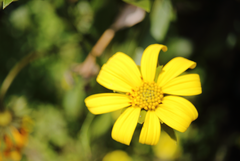 Flourensia thurifera