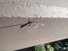 Tipula