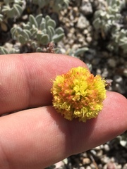 Eriogonum rosense