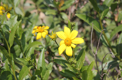 Flourensia thurifera