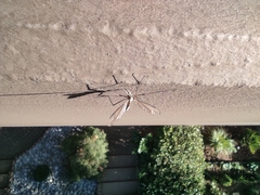 Tipula
